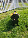 Planter - Dauschund - Black