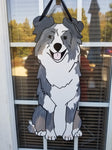 Australian Shepherd - Grey