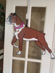 Boxer - Pink Collar